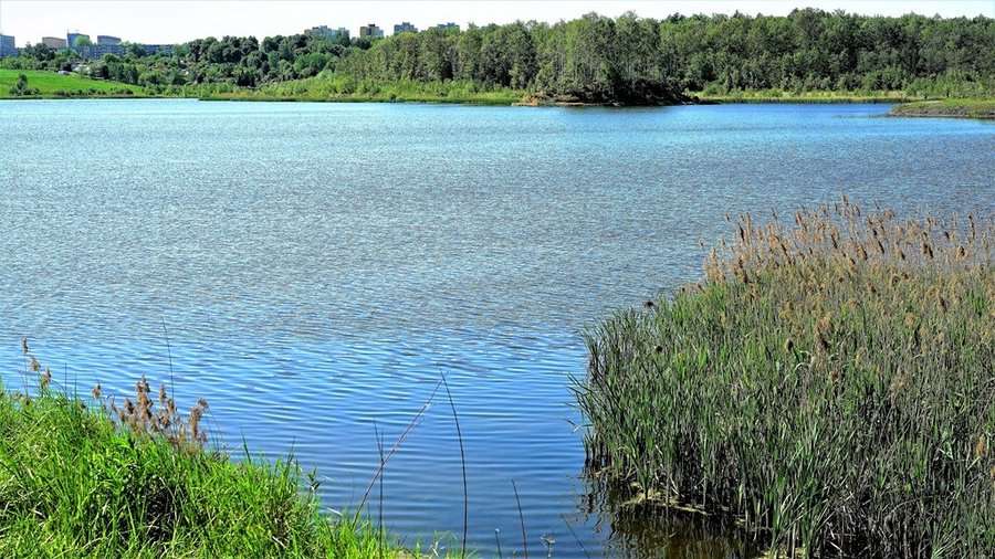 Szuwary nad zbiornikiem Brandka
