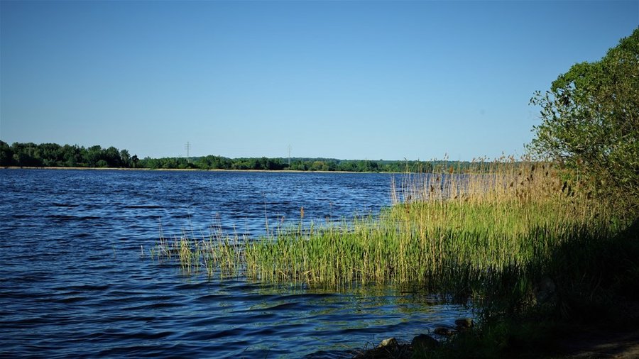 Brzeg Jeziora Chechło-Nakło porośnięty trzciną