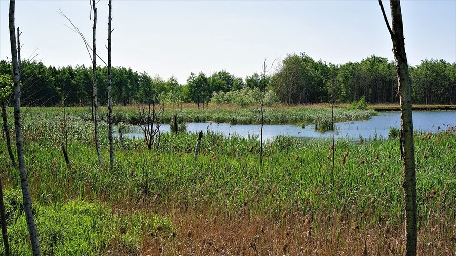 Trzcinowisko nad Jeziorem Farskim
