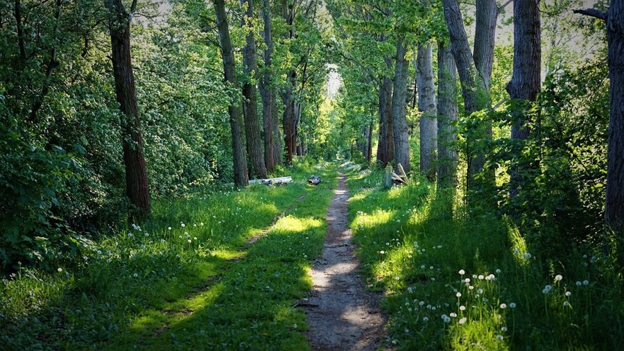 Leśna aleja w okolicy Jeziora Pławniowice