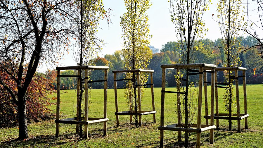 Młode drzewa zasadzone w Parku Śląskim w Chorzowie
