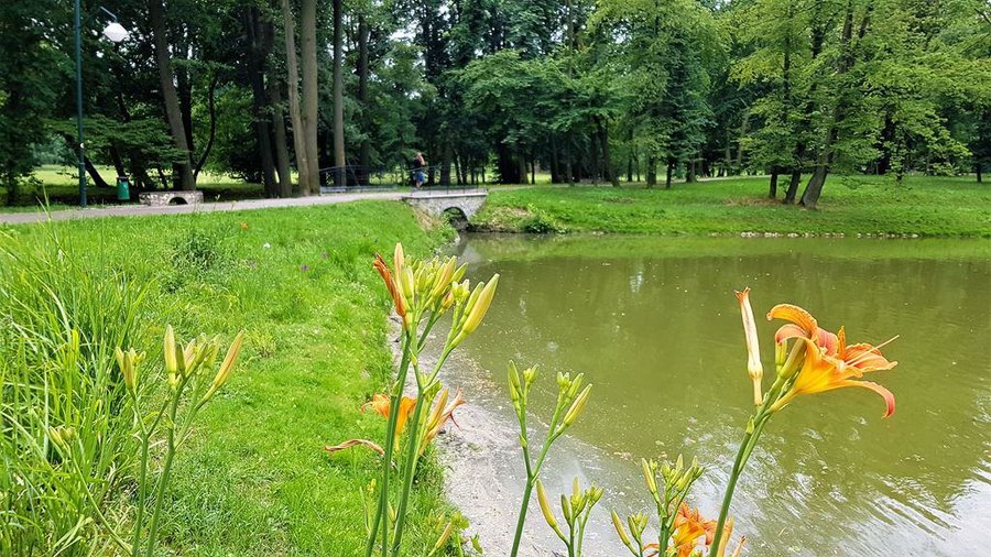 Staw z mostkiem w parku w Strzelcach Opolskich, widok od strony kwitnących lilijek