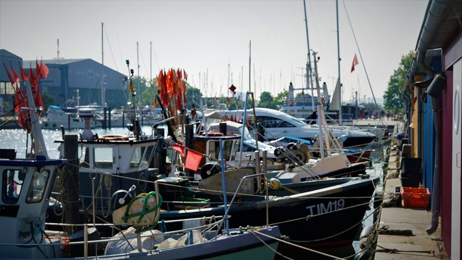Port jachtowy z licznymi żaglówkami, w tle duży żaglowiec i zabudowa nadmorska