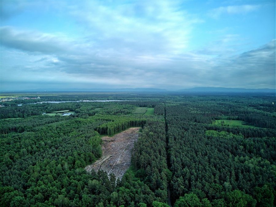 Jezioro Paprocany otoczone lasem, widok z drona