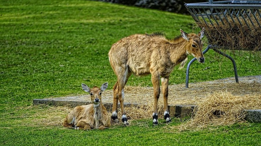 Para antylop nilgau na trawniku przy paśniku w Śląskim Ogrodzie Zoologicznym