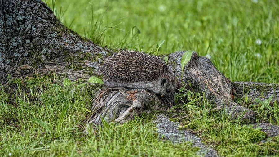 Jeż europejski wśród korzeni drzewa w Śląskim Ogrodzie Zoologicznym