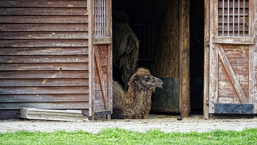 Wielbłąd dwugarbny odpoczywający w drewnianej zagrodzie w Śląskim Ogrodzie Zoologicznym